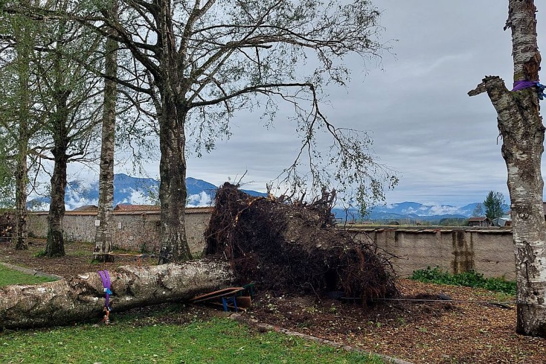 Kloster Benediktbeuern Entwurzelte Bäume 